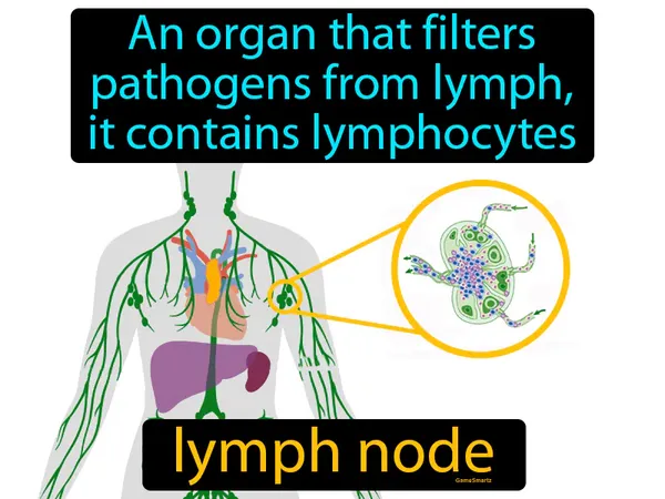 an organ that filters pathogens from lymph, it contains lymphocytes