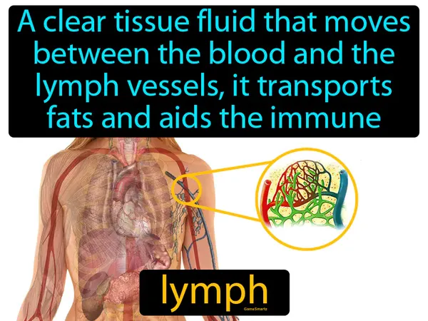 a clear tissue fluid that moves between the blood and the lymph vessels, it transports fats and aids the immune system