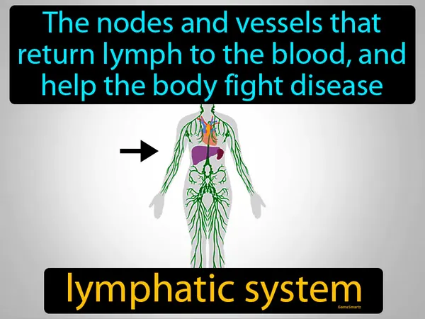 the nodes and vessels that return lymph to the blood, and help the body fight disease