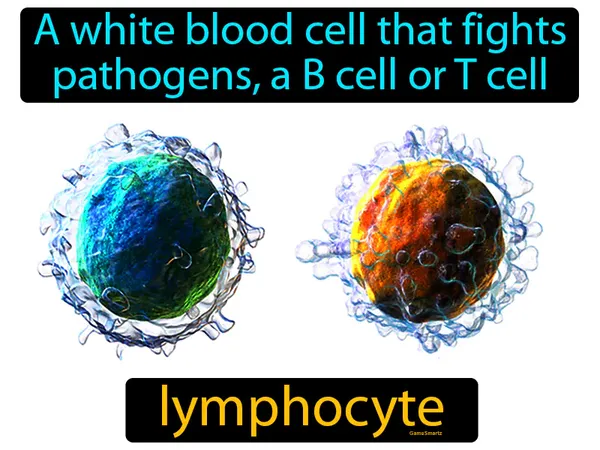a white blood cell that fights pathogens, a B cell or T cell