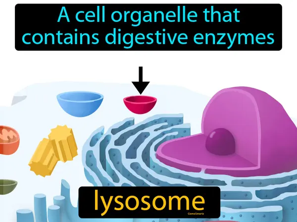 a cell organelle that contains digestive enzymes