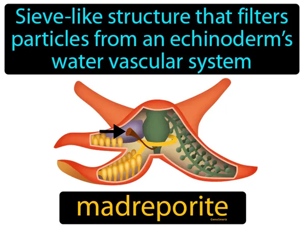 sieve-like structure that filters particles from an echinoderm’s water vascular system
