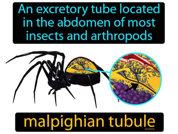 an excretory tube located in the abdomen of most insects and arthropods