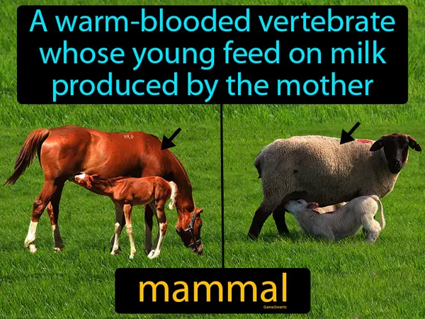 a warm-blooded vertebrate whose young feed on milk produced by the mother