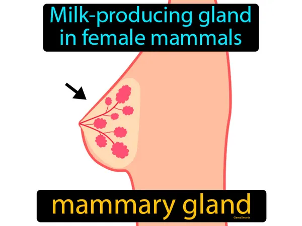 milk-producing gland in female mammals