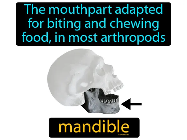 a fused head and thorax found in some arthropods the mouthpart adapted for biting and chewing food, in most arthropods