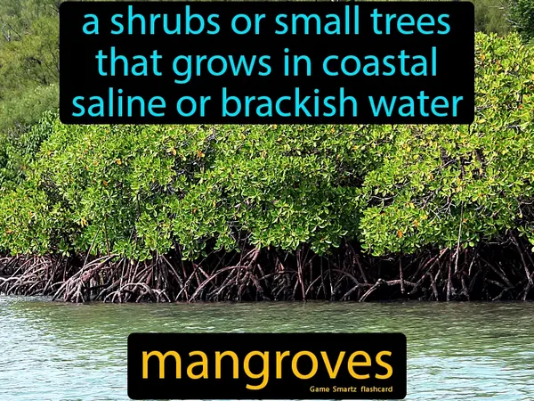 a shrubs or small trees that grows in coastal saline or brackish water