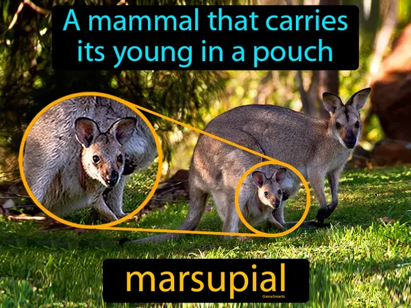 a mammal that carries its young in a pouch