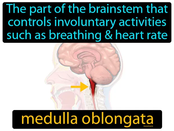 the part of the brainstem that controls involuntary activities such as breathing & heart rate