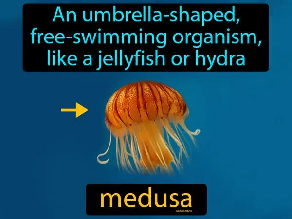 an umbrella-shaped free-swimming organism, like a jellyfish or hydra