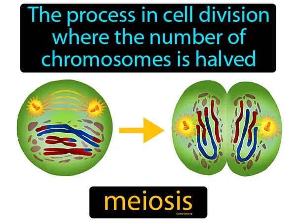 the process in cell division where the number of chromosomes is halved