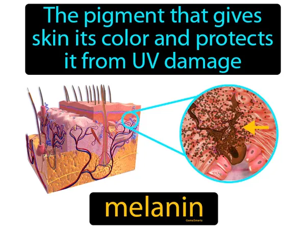 the pigment that gives skin its color and protects it from UV damage