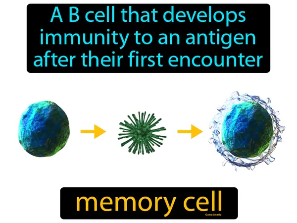 a B cell that develops immunity to an antigen after their first encounter