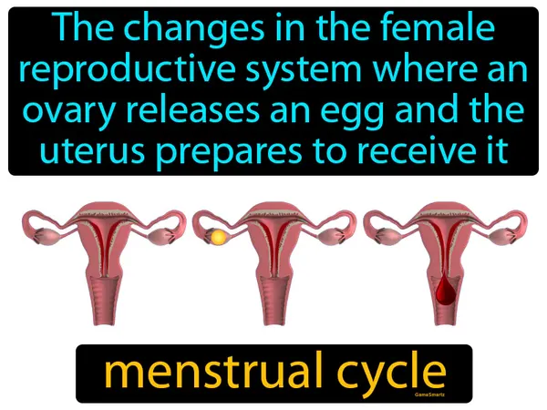 the changes in the female reproductive system where an ovary releases an egg and the uterus prepares to receive it