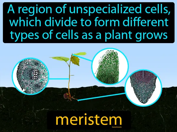 a region of unspecialized cells, which divide to form different types of cells as a plant grows