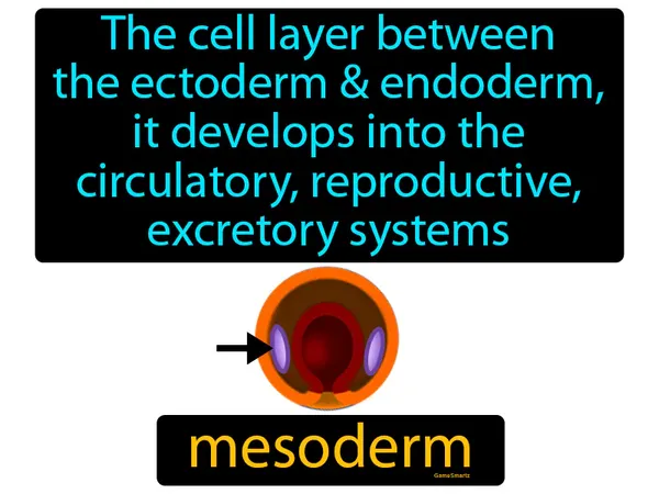 the cell layer between the ectoderm and endoderm, it develops into the circulatory, reproductive and excretory systems