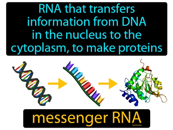 RNA that transfers information from DNA in the nucleus to the cytoplasm, to make proteins