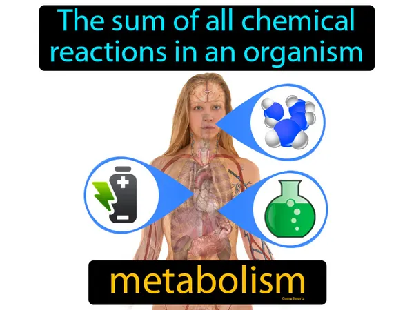 the sum of all chemical reactions in an organism