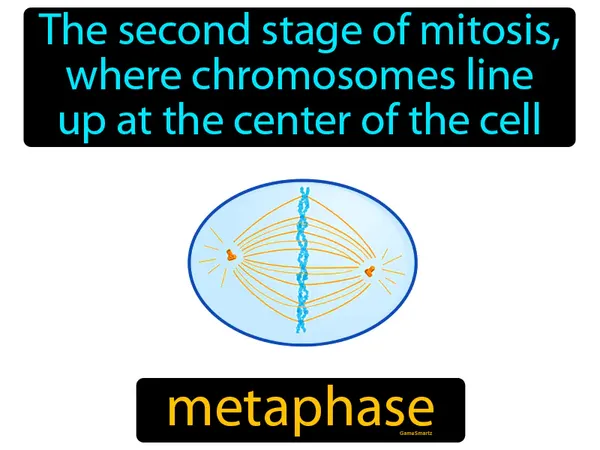 the second stage of mitosis, where chromosomes line up at the center of the cell