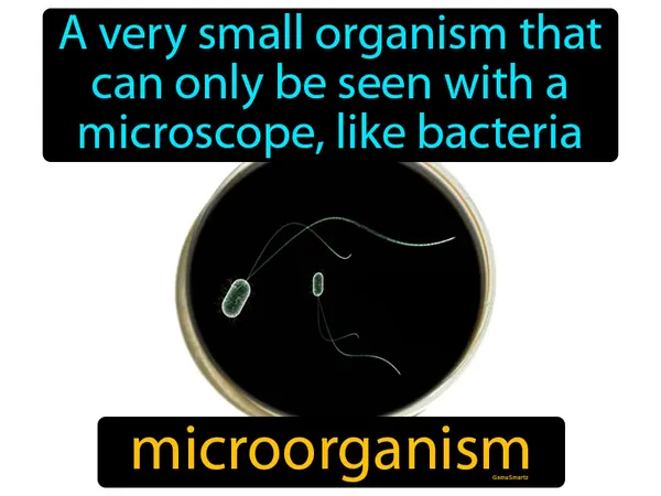 a very small organism that can only be seen with a microscope, like bacteria