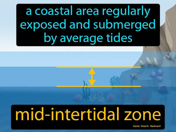A coastal area regularly exposed and submerged by average tides