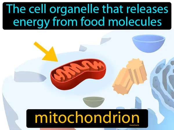the cell organelle that releases energy from food molecules