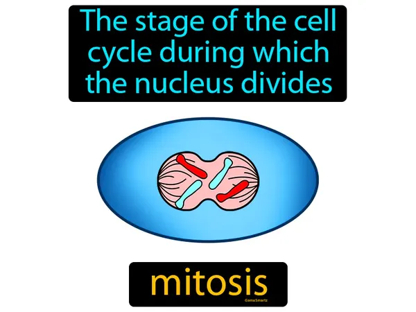 the stage of the cell cycle during which the nucleus divides