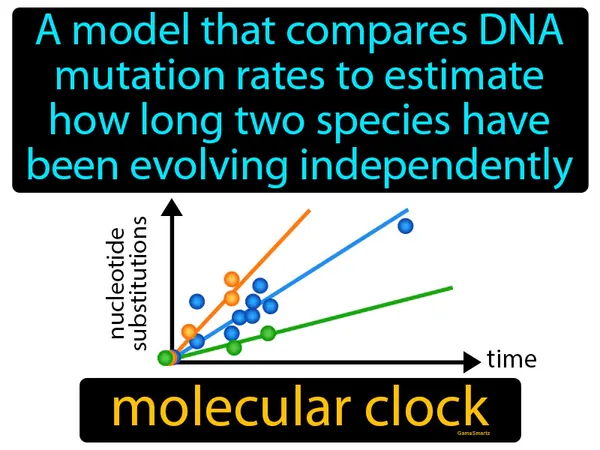 a model that compares DNA mutation rates to estimate how long two species have been evolving independently