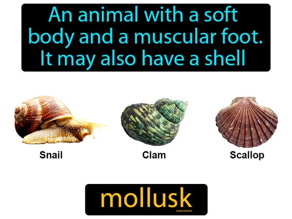 an animal with a soft body and a muscular foot, it may also have a shell, like a snail or squid