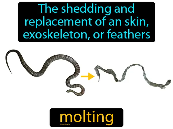 the shedding and replacement of an exoskeleton, skin or feathers