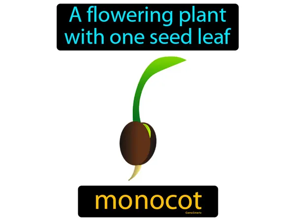 a flowering plant with one seed leaf