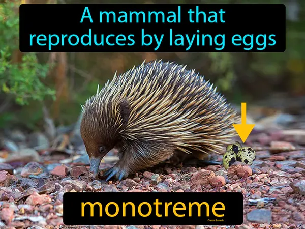 a mammal that reproduces by laying eggs