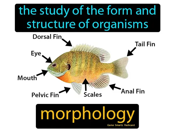 The study of the form and structure of organisms