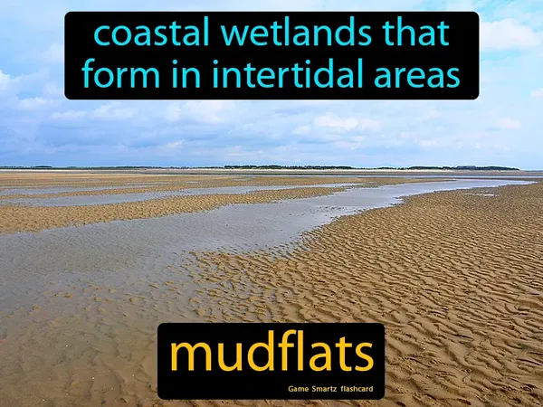 Coastal wetlands that form in intertidal areas