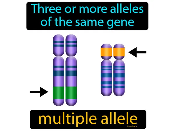 three or more alleles of the same gene