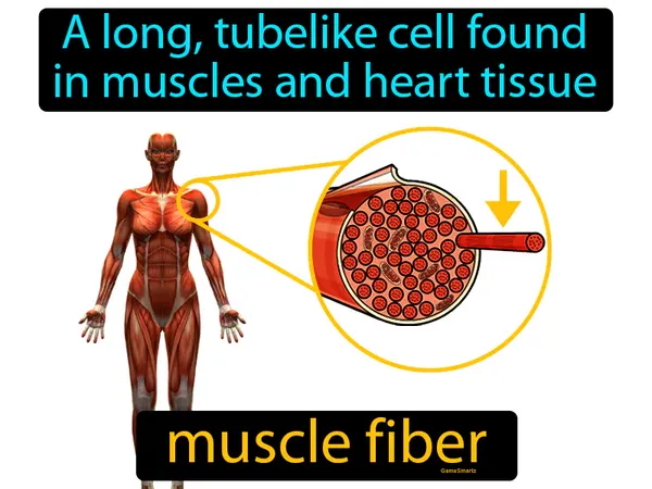 a long, tubelike cell found in muscles and heart tissue