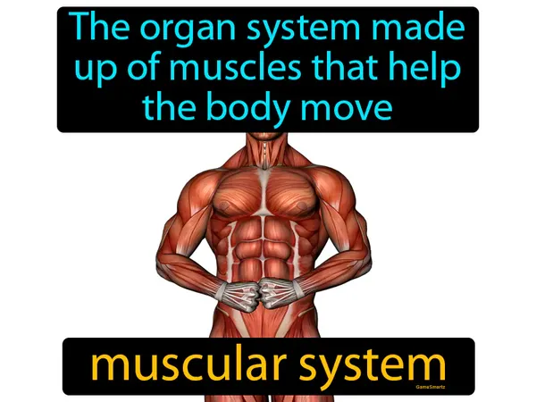 the organ system made up of muscles that help the body move