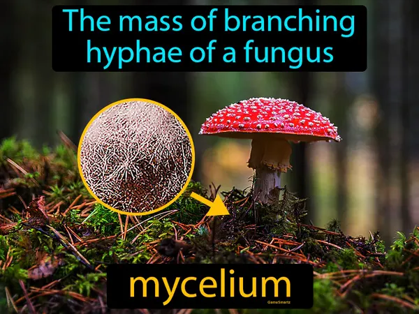 the mass of branching hyphae of a fungus