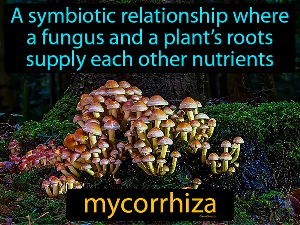 a symbiotic relationship where a fungus and a plant’s roots supply each other nutrients