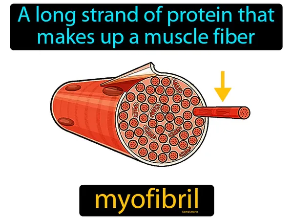 a long strand of protein that makes up a muscle fiber