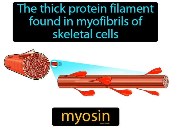 the thick protein filament found in myofibrils of skeletal cells
