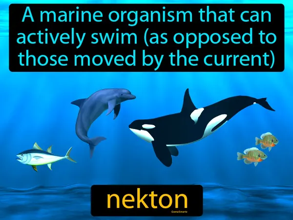 A marine organism that can actively swim, as opposed to those moved by the current