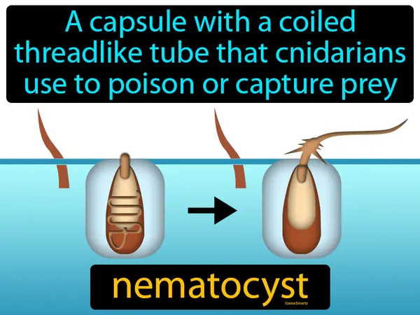 a capsule with a coiled threadlike tube that cnidarians use to poison or capture prey