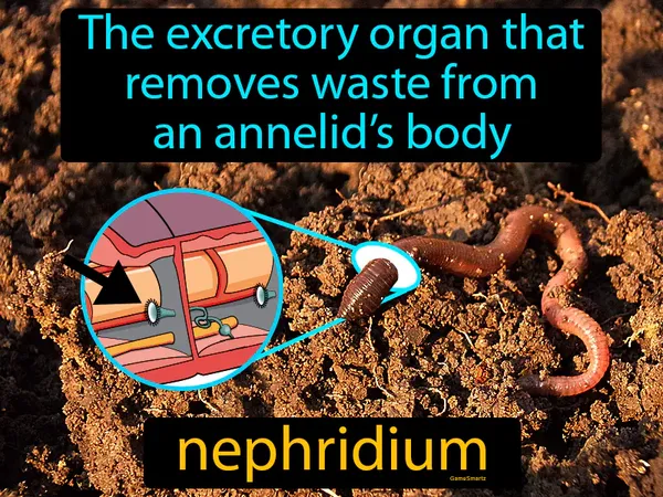the excretory organ that removes waste from an annelid’s body