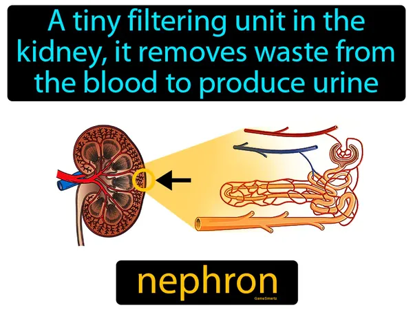 a tiny filtering unit in the kidney, it removes waste from the blood to produce urine