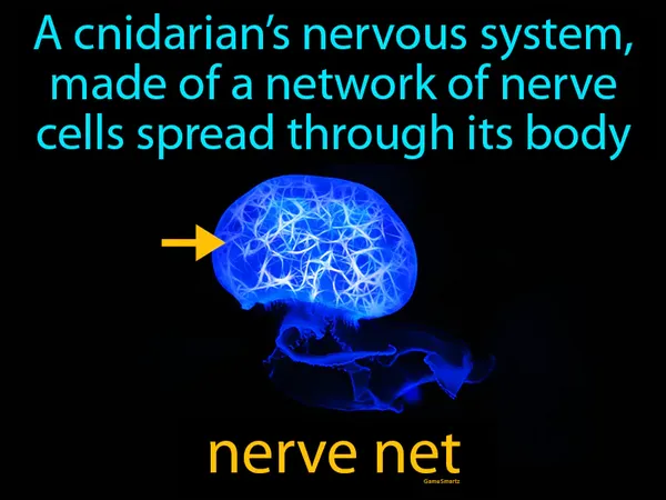 a cnidarian’s nervous system, made of a network of nerve cells spread through its body