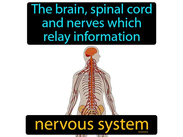 the brain, spinal cord and nerves which relay information