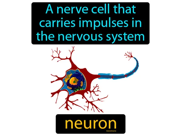 a nerve cell that carries impulses in the nervous system