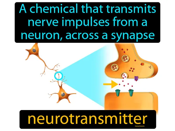 a chemical that transmits nerve impulses from a neuron, across a synapse