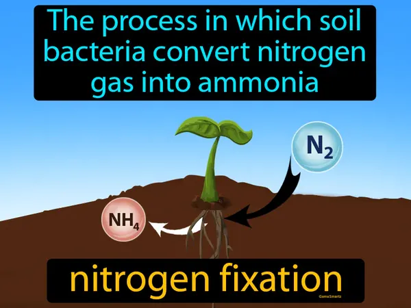 The process in which soil bacteria convert nitrogen gas into ammonia